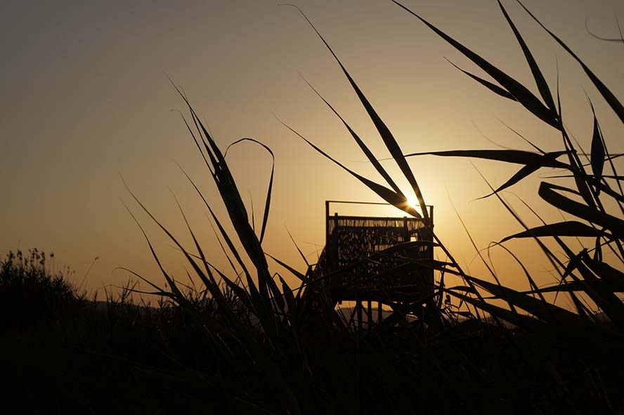Acció Ecologista-Ágró i l'Ajuntament de Sagunt organitzen un estiu de "Capvespres a la Casa Penya"
