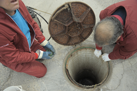 Dilluns comença el tractament contra panderoles i rates a l’avinguda Mediterrani i adjacents