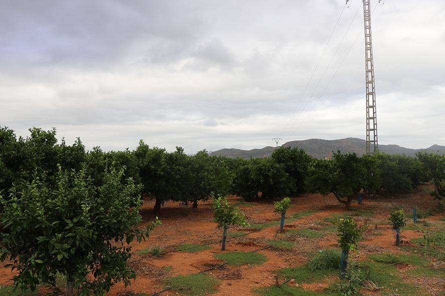 Una declaración institucional establece el Día Municipal de la Agricultura en Sagunto para el 9 de septiembre