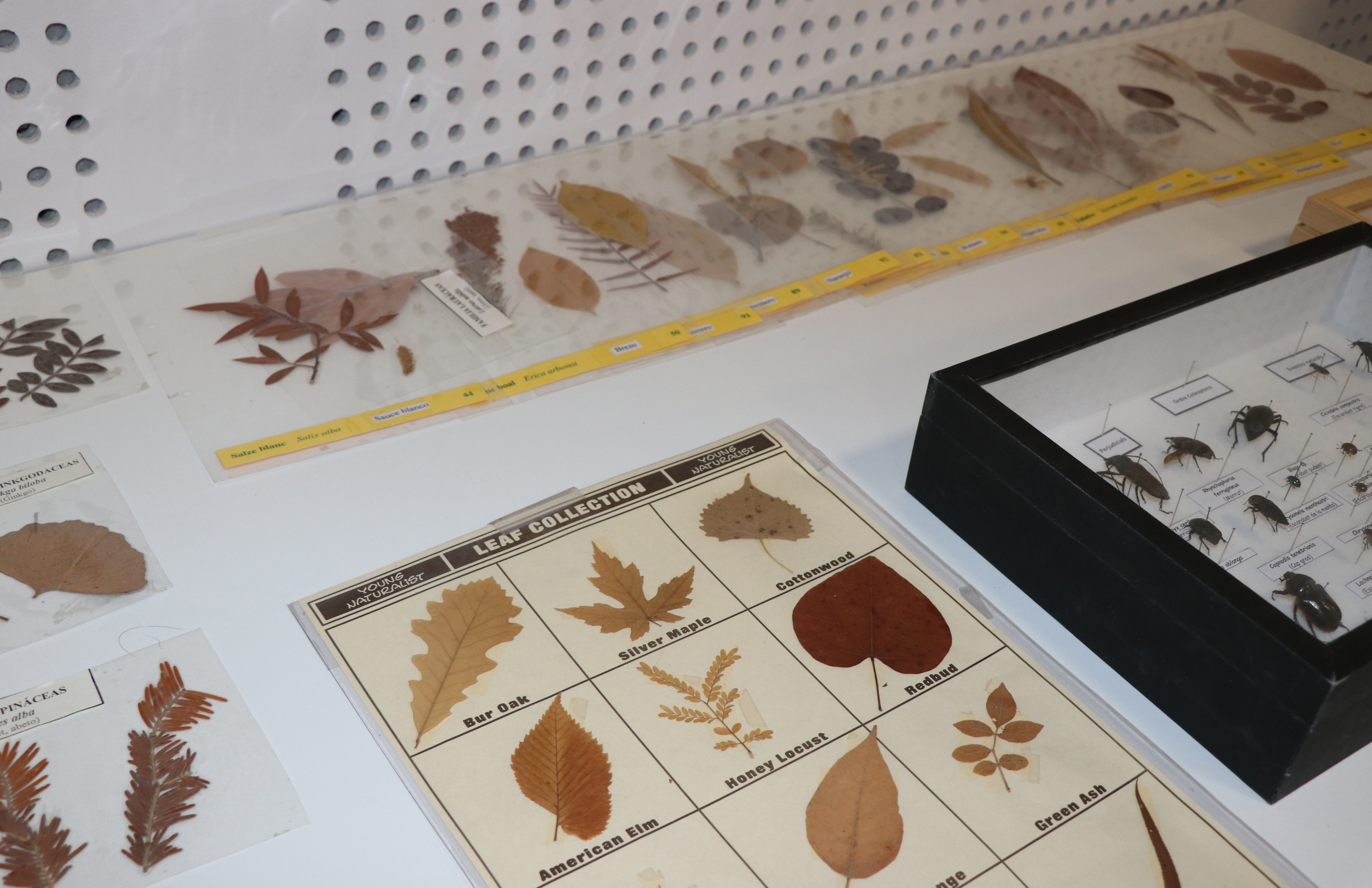 Estudiants de l'ESO omplin el Casal Jove en la 8ª edició de les jornades ‘Connecta amb la ciència’ de l’UJI