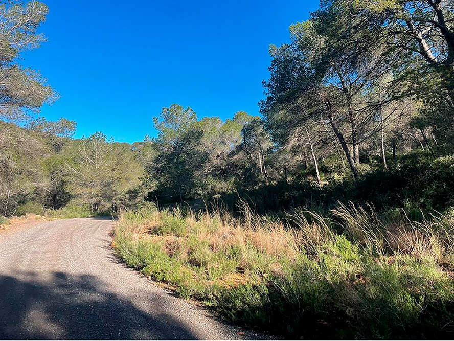 Sagunt adjudica el contracte de millora de l'àrea tallafocs en Romeu per a reforçar la prevenció d'incendis
