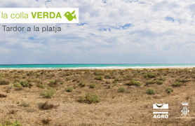 La Colla Verda continúa con la repoblación de las dunas del litoral de Sagunto
