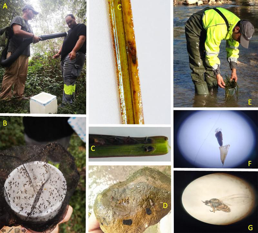 El departament municipal de Sanitat aconseguix erradicar les primeres troballes importants de la mosca negra a Sagunt a partir d'un estudi d'investigació