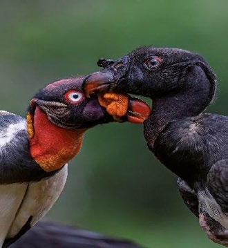 Exposició: 'Imágenes de la naturaleza: Fotografías de aves y serpientes', d'Alberto Dolz i Felipe Noguera