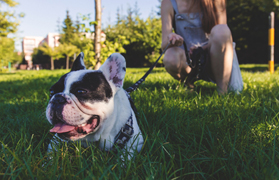 La Policia Local anuncia la campanya de control d'animals de companyia