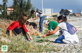 La Colla Verda repobla les dunes d’Almardà amb flora autòctona